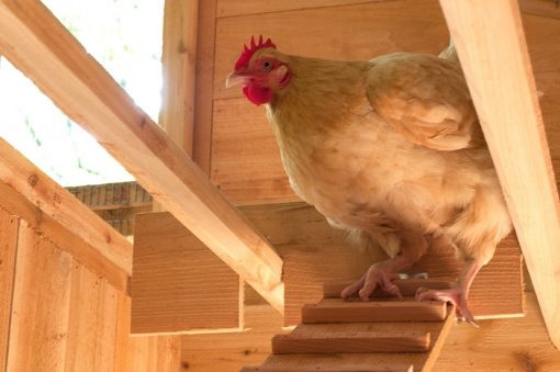 Walk-In Coop domed chicken house